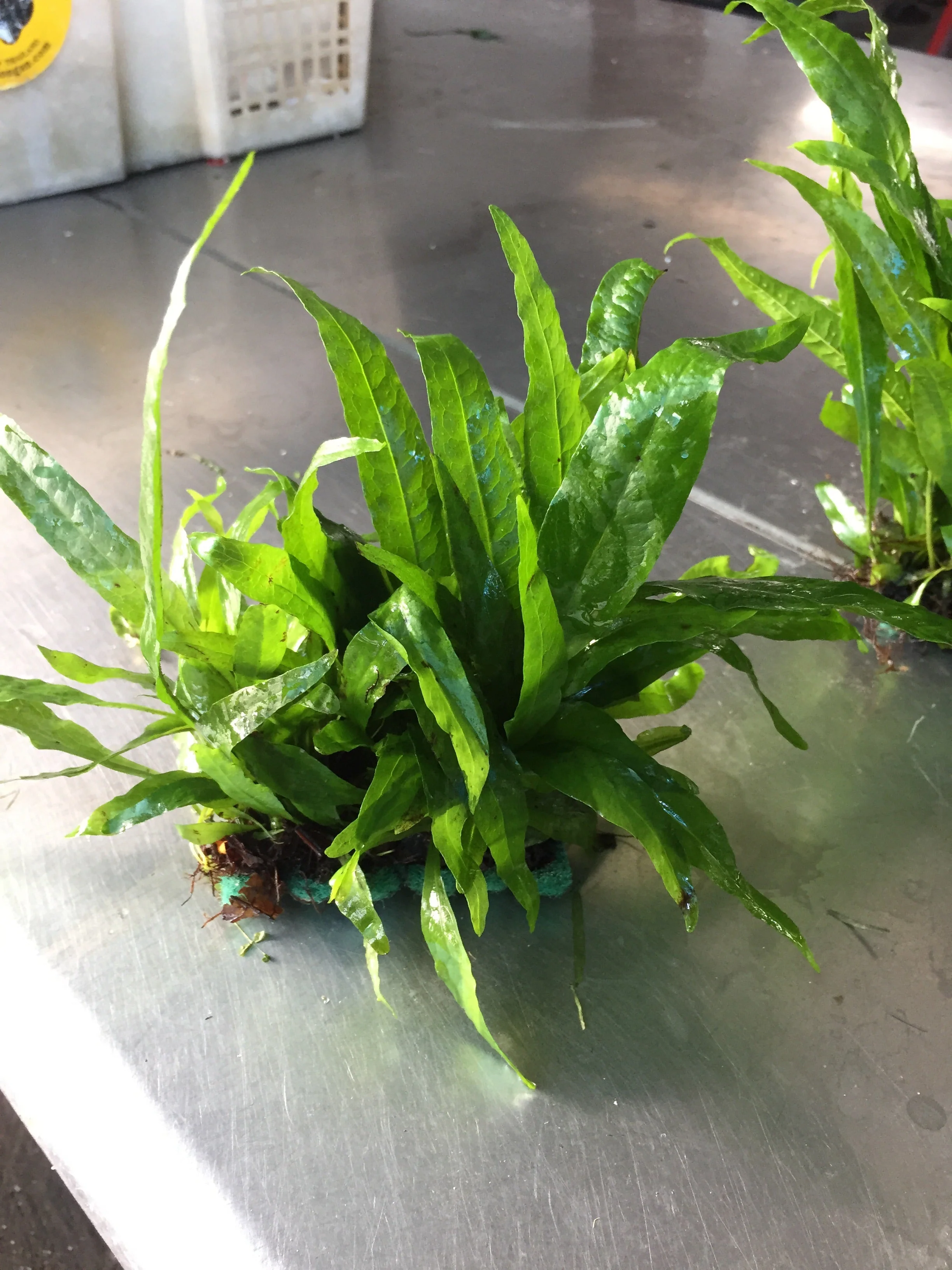 Equipment/Accessories